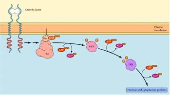 I microdomini GSL ( rafts ) sono coinvolti nel segnalamento mediato da immunorecettori e recettori dei fattori di crescita.