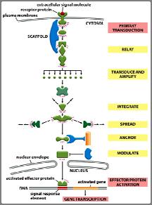 Proteine «scaffold» (impalcatura) (1) Proteine «scaffold» (impalcatura) (2) Sono proteine che avvicinano diverse altre proteine in una via di segnalamento e permettono la loro interazione.