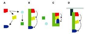 Il diagramma illustra la struttura a domini di Dlg4, un omologo umano della proteina di Drosophila, Discs large, insieme ad alcuni dei suoi partners proteici.