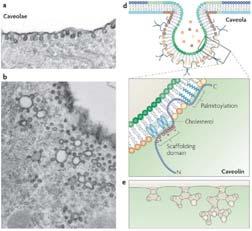 Caveolae & caveoline Caveolina-1 CAVEOLE Al microscopio elettronico : Fiasche (50-100 nm) profondamente invaginate CAVEOLINE: PM= 23 Kda Struttura a forcina con : N e C terminale