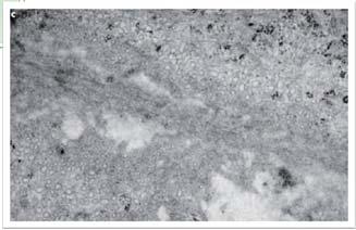 del Ca ++ e dell insulina Parton RG, Simons K. The multiple faces of caveolae. Nat Rev Mol Cell Biol. 2007 Mar;8(3):185 94. Parton RG. Caveolae and caveolins. Curr Opin Cell Biol.