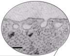 activated protein kinases).