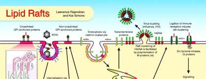 I «lipid rafts» hanno una minore densità delle regioni non rafts della membrana, e sono arricchiti in colesterolo e sfingolipidi.