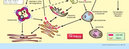 I lipid rafts planari contengono elevate concentrazioni di proteine della famiglia flotillina, che si lega al colesterolo e agli sfingolipidi.