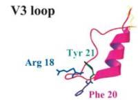 Tale dominio è risultato essere presente non solo nella PrP ma anche nel peptide β amiloide che provoca l Alzheimer.