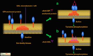 Anche il cross linking degli GSLs mediato da anticorpi induce l attivazione della famiglia src delle proteina chinasi e un transitorio aumento di fosforilazione della tirosina (Fig.2b).
