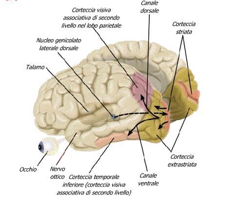 PERCEZIONE VISIVA: le vie visive del