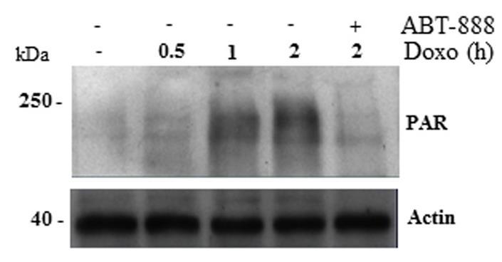 2. Attivazione di PARP1 durante un infezione Valutazione dell attivazione di PARP (PAR level) Western blot: Anti-PAR anticorpo che riconosce I polimeri di