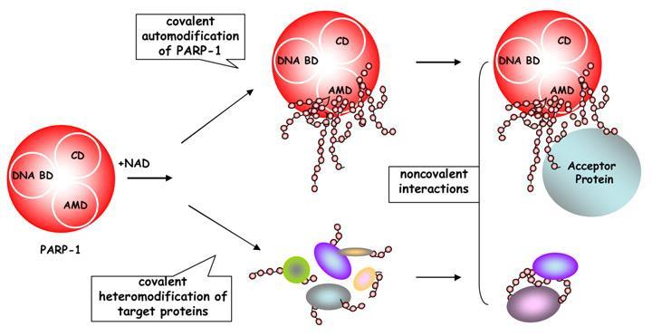 com/ PARP-1 è un enzima ubiquitario che catalizza la sintesi di
