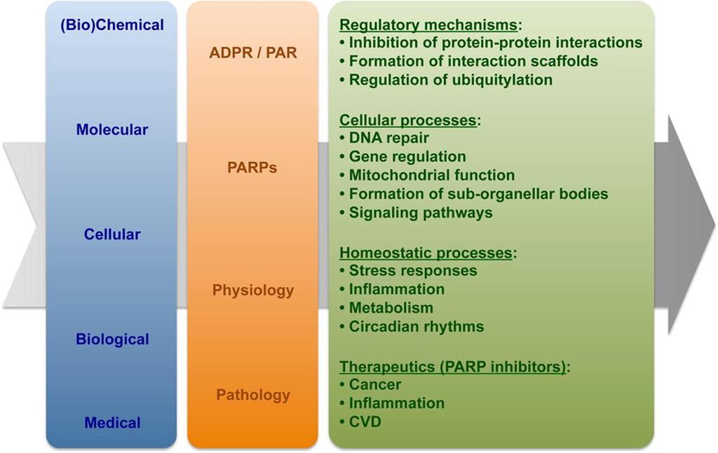 Funzioni dei PAR/PARPs nei compartimenti biologici La funzione degli enzimi PARPs: a livello molecolare in relazione alla chimica dei PAR a livello cellulare in relazione ai differenti processi