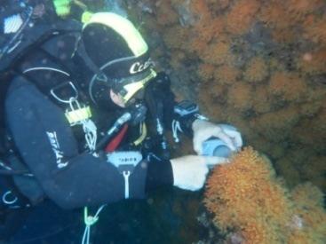 Durante le immersioni gli studenti svolgeranno attività pratiche come mappatura e rilievi lungo transetti, campionamenti