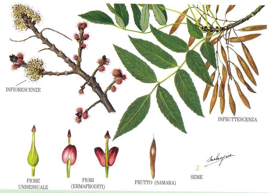 Fraxinus excelsior fase riproduttiva feinile Confronto edio 009 vs 00 Fraxinus excelsior fase riproduttiva aschile Val Pesio 898 00 009 Fase R Alpi Marittie 85 00 009 Fase R Gesso e Stura 57 00 009