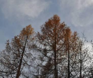 Bosco del Vaj 565 Gesso e Stura