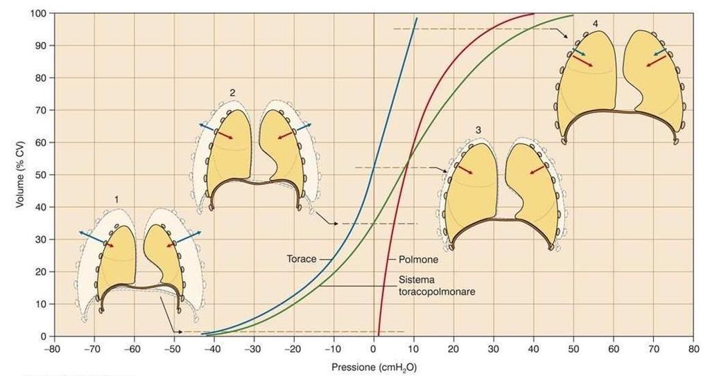 La compliance viene valutata mediante la curva di rilasciamento toraco-polmonare (curva P-V) che esprime la relazione