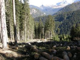 Benefici della gestione attiva del bosco vs abbandono Fonte: prof.