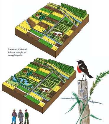 sviluppare le reti PROGETTO LIFE: ECONET Aumento dello stock di