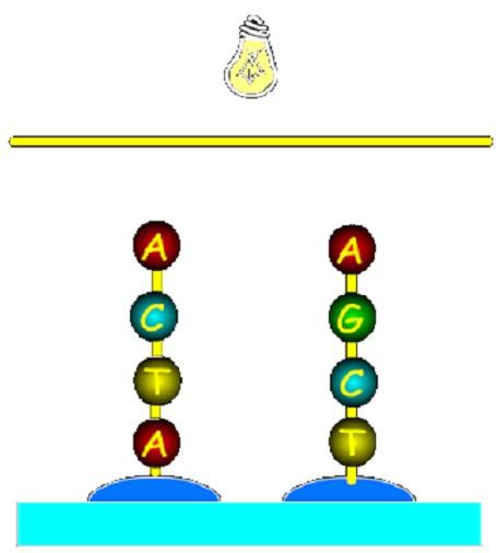 MICROARRAYS AFFYMETRIX: GENECHIPS quartz surface Sintesi fotolitografica su supporto di quarzo Nucleotidi inseriti in successione (oligo 25-mer) Reazioni successive di deprotezione ed aggiunta