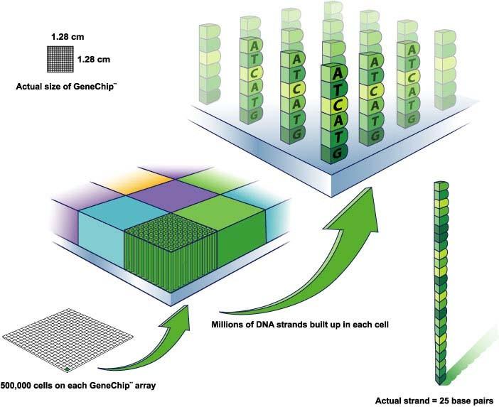 GENECHIPS