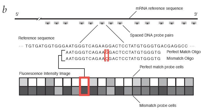 GENECHIPS ARRAYS: PROBE SET RIDONDANZA.