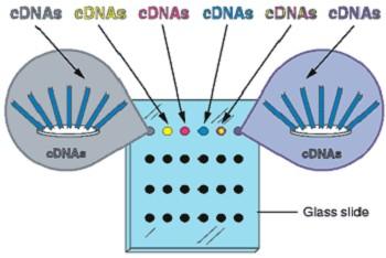 Che cos è un microarray potente tecnologia: consente l analisi comparativa (e simultanea) dei livelli di attività di migliaia di geni in cosa consiste: ibridazione ad alta specificità fra 1 PROBE