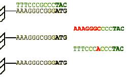 metodica basata su alta specificita di