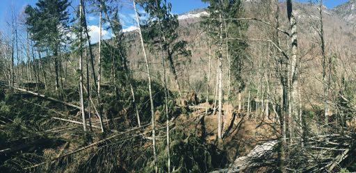 Foreste e aree protette: le sfide 1/3 1. Cambiamenti climatici 1.