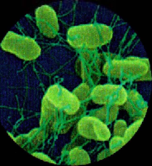 BATTERI COMUNI Salmonella enterìtidis Quasi ogni alimento contaminato dalle feci di animali infetti contiene il batterio della salmonella.