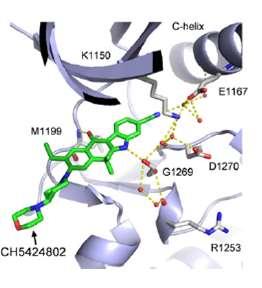 Alectinib binds to the tyrosine-kinase domain of ALK, preventing the binding of ATP Chemical structure of alectinib O H N H3C CH3 N N Alectinib NC O CH3 Interaction of alectinib with the