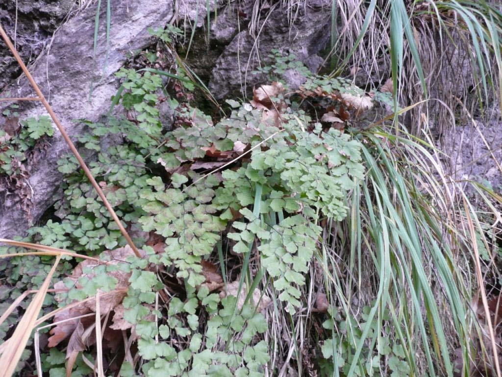 SORGENTE - RIO GIANDULA (vicino Gran Cumba) COMUNE TIPO DI SORGENTE CATEGORIA FORESTALE MOMPANTERO DHI IT1110030 Oasi xerotermiche - Orridi di Chianocco e Foresto Sorgente BS TIPO FORESTALE