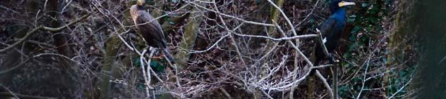 12 Cormorano adulto con piumaggio iridescente nero-blu-verde, testa con accenni di bianco e macchia bianca sulla coscia, tipici di un abito nuziale riproduttivo (foto Paolo Moretti).