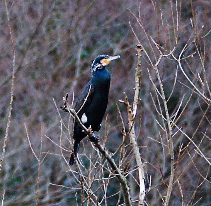 Attraverso l associazione degli Ornitologi Marchigiani, nel mese di gennaio vengono controllati i dormitori di cormorano anche a Pesaro, lungo il basso corso del Fiume Metauro (PU), nella Riserva di