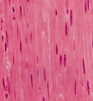Tessuto muscolare liscio E costituito da cellule singole che non presentano striature. Hanno forma allungata con un singolo nucleo centrale. Non ci sono sarcomeri.