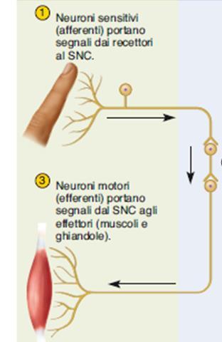 Neuroni sensitivi