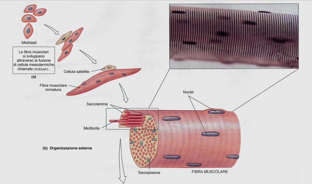 Tessuto muscolare scheletrico Costituisce la muscolatura del tronco e degli arti.