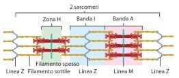 4d. Tessuto muscolare striato Un sarcomero è compreso tra due linee Z consecutive, che connettono filamenti di actina appartenenti a sarcomeri adiacenti.