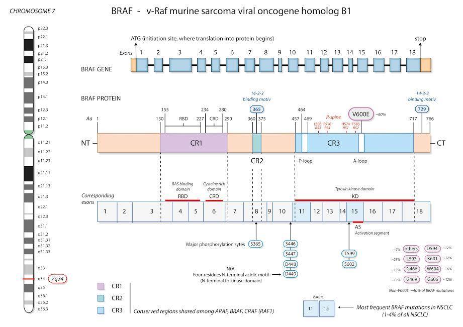 BRAF mutations Found in 1-3% of NSCLC, ADK; about 50% V600E Patients with V600 mutations were more likely to be light/never-smokers compared with non-v600