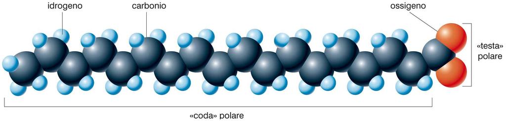 La tensione superficiale diminuisce all aumentare della temperatura perché l agitazione termica delle molecole attenua i legami intermolecolari.