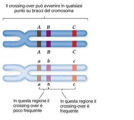 Quanto più due loci sullo stesso cromosoma sono distanti, tanto più alta e la probabilità che si abbia il crossing-over e