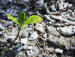 LA VITA SULLA TERRA Goal 15 - La vita sulla Terra L Obiettivo 15 si propone di proteggere, ripristinare e favorire un uso sostenibile dell