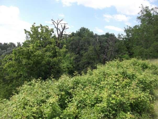 Bosco misto con robinia, nuclei e piante