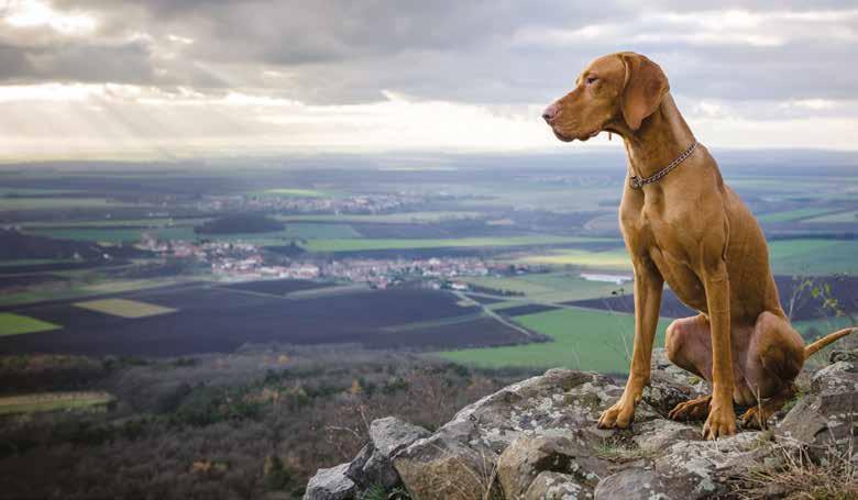 La linea ATLETIC DOG nasce dalla ricerca di prodotti particolarmente performanti, frutto di un'autentica passione per il cane e la sua attività sportiva e venatoria, passione che ha fornito le