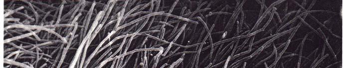 microtubuli,