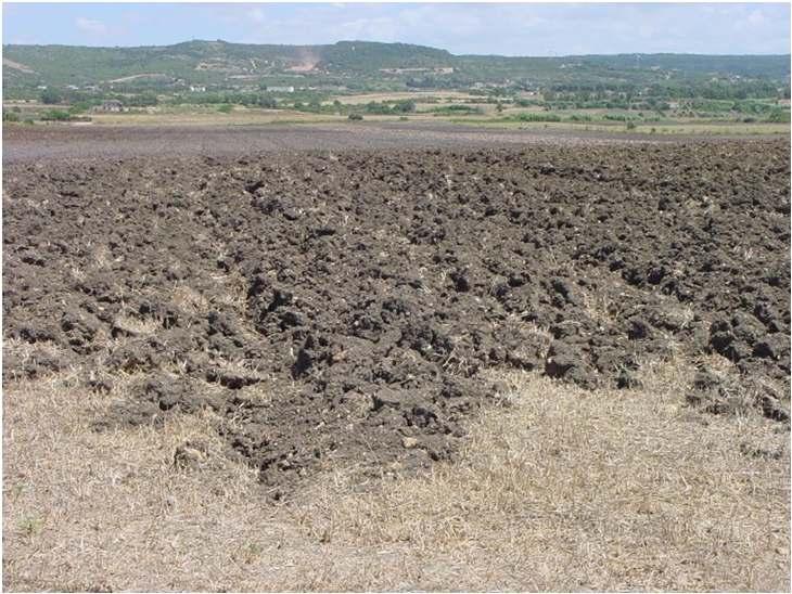 CONSIDERAZIONI AGROFENOLOGICHE Cereali e foraggere Nel mese di luglio è proseguito senza particolari problemi il ciclo delle specie cerealicole (mais, riso, sorgo e miglio) e foraggere (es.