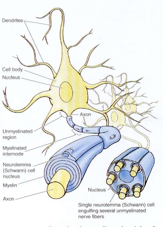Esistono assoni definiti non mielinizzati ; essi sono parzialmente avvolti da una cellula di