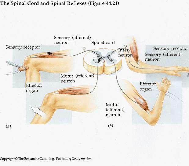 Stimolazione propriocettiva Stimolazione