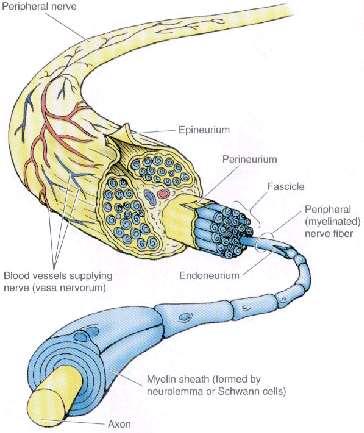 IL NERVO EPINEVRIO PERINEVRIO VASI