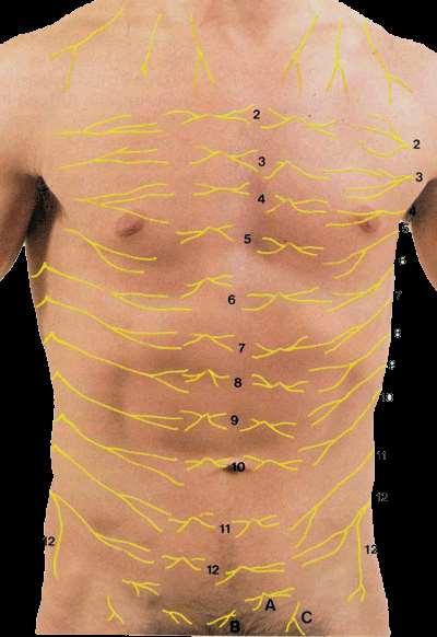 L innervazione segmentale della superficie anteriore del tronco T2 angolo sternale (di