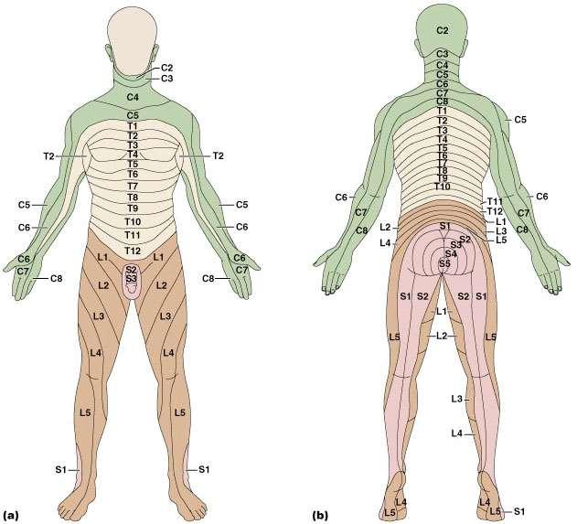 Dermatomi