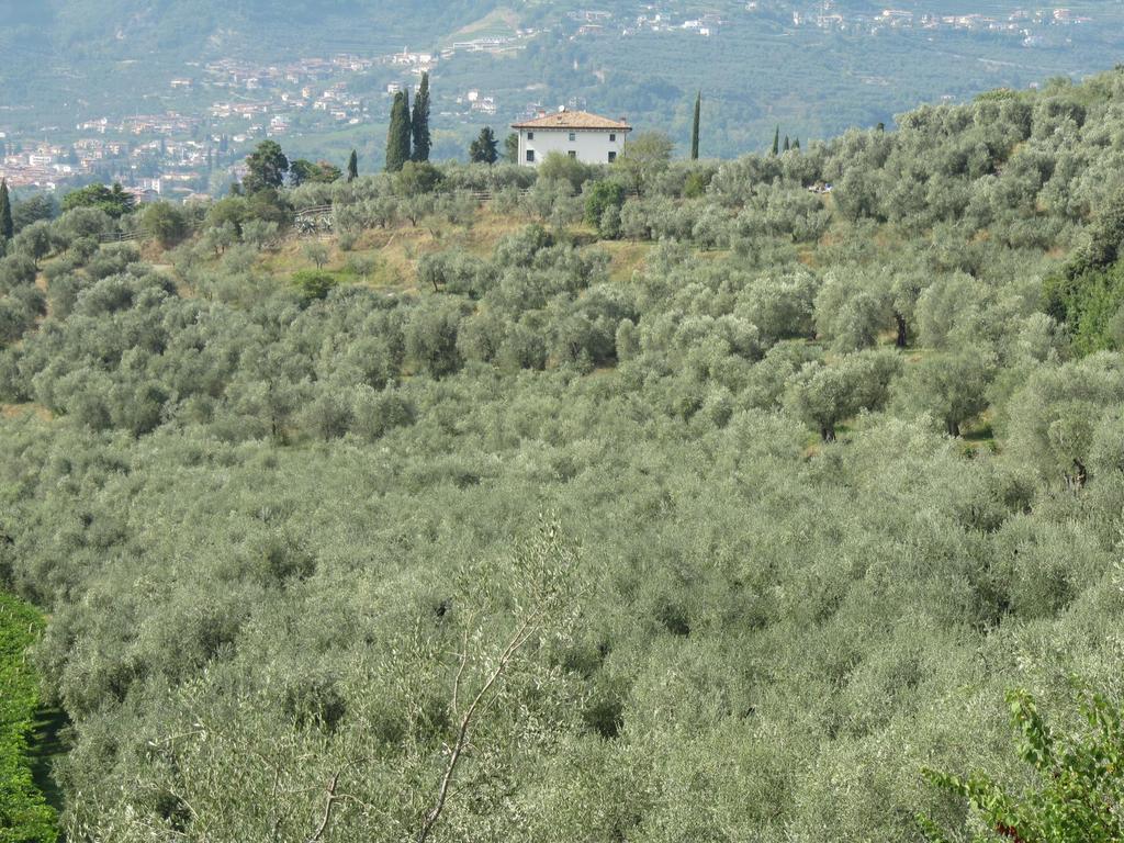 OLIVICOLTURA TRENTINA: MI INNOVO, DUNQUE ESISTO Franco Michelotti Fondazione E.