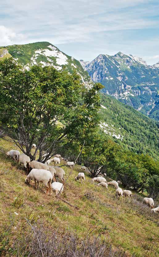 il garzo, un cardo selvatico dotato di spini forti, che toglieva ogni impurità. Infine, con delle forbici, si tagliavano le punte eccedenti in modo che le cime fossero uguali tra loro.